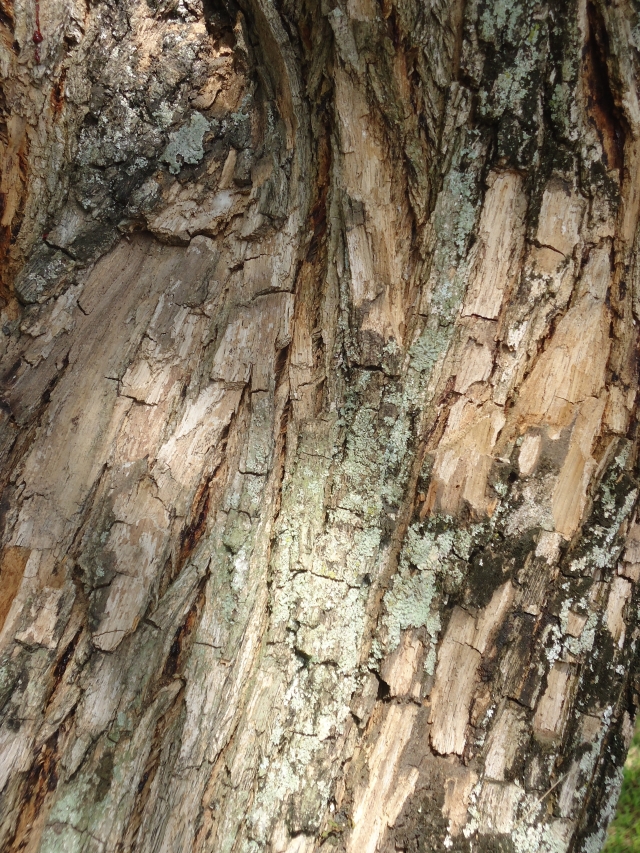 Tronco de árvore textura